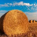 В Иркутской области планируется увеличить объём заготовки кормов для сельскохозяйственных животных