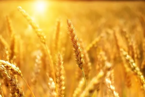 Сельхозтоваропроизводителям Иркутской области впервые компенсируют затраты на производство и реализацию зерна - Минсельхоз
